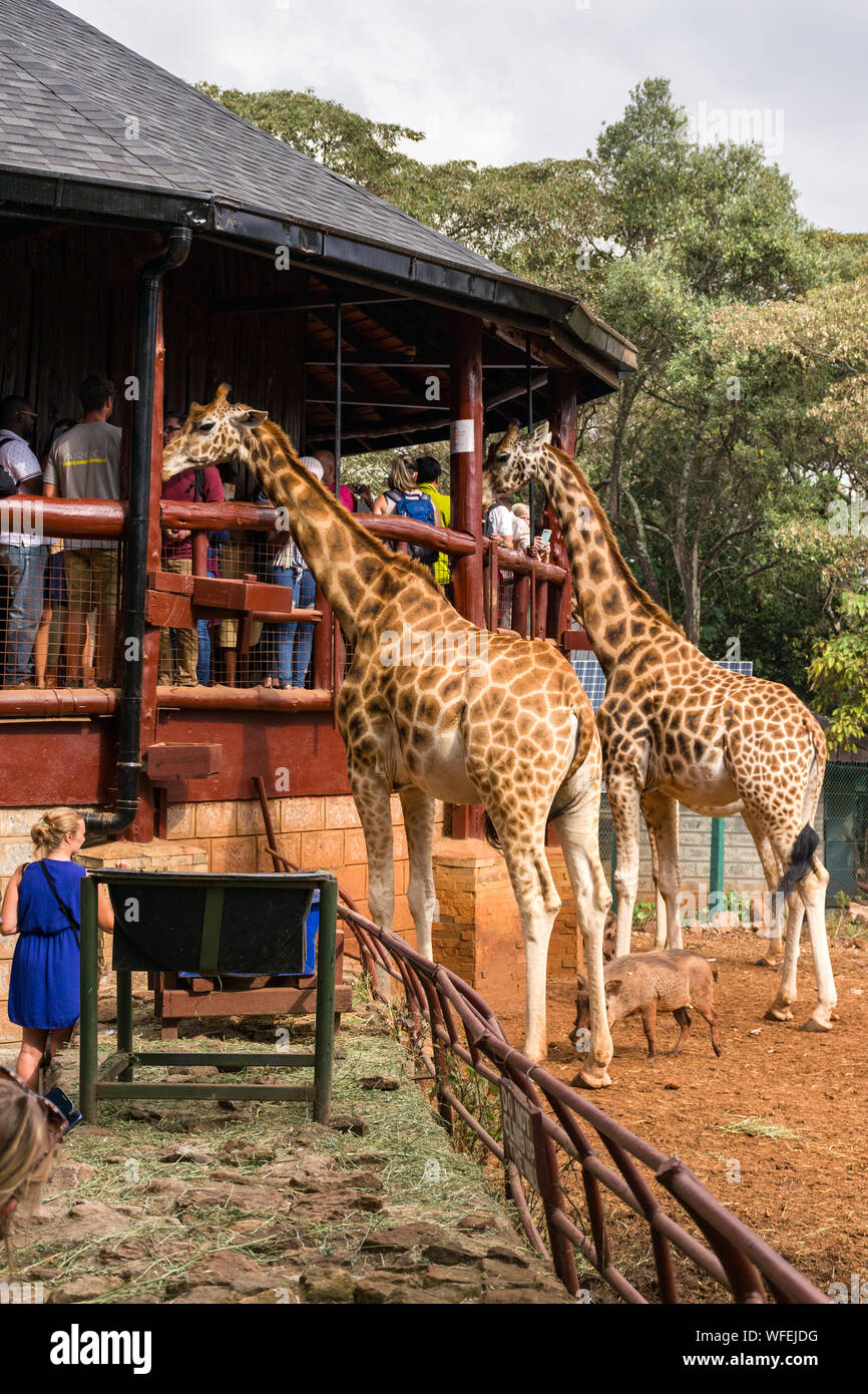 Les touristes au centre Giraffe avec Rothschild girafes étant nourris à la plate-forme panoramique, Nairobi, Kenya Banque D'Images