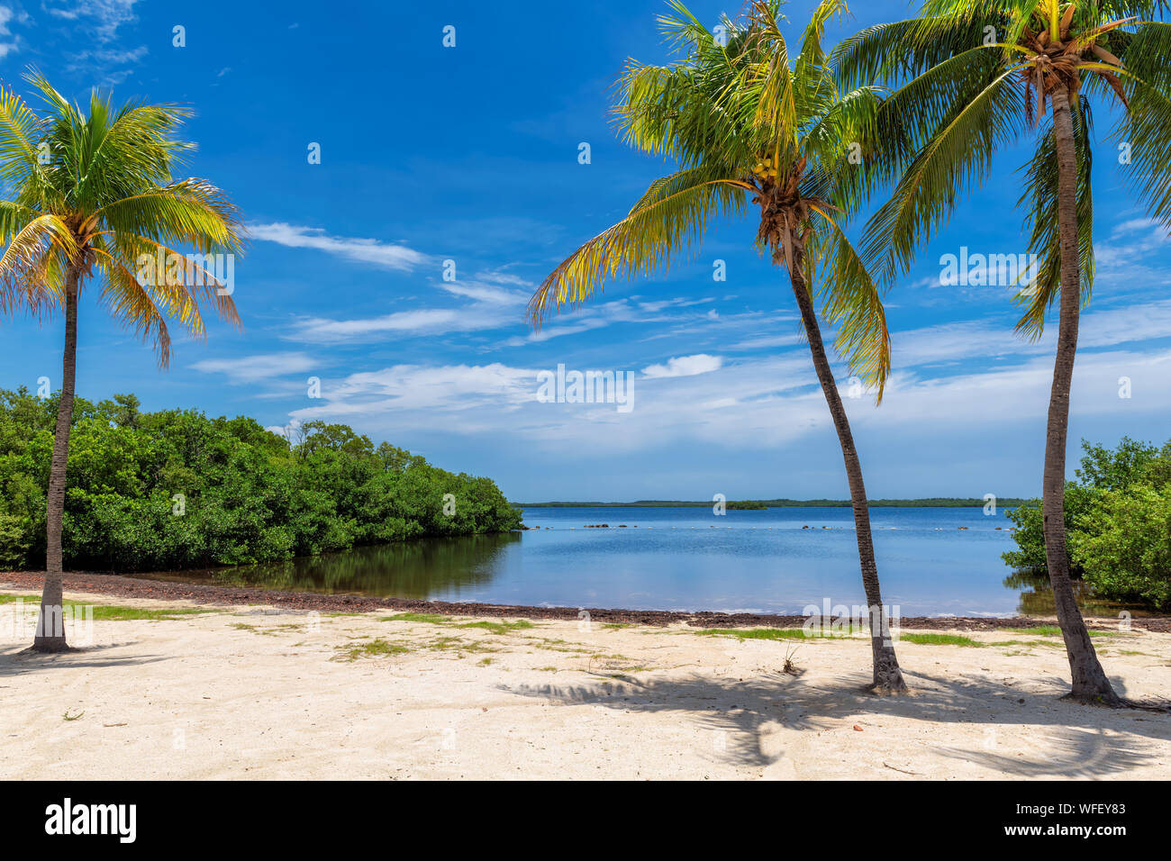Des cocotiers sur une plage tropicale dans la région de Florida Keys. Banque D'Images