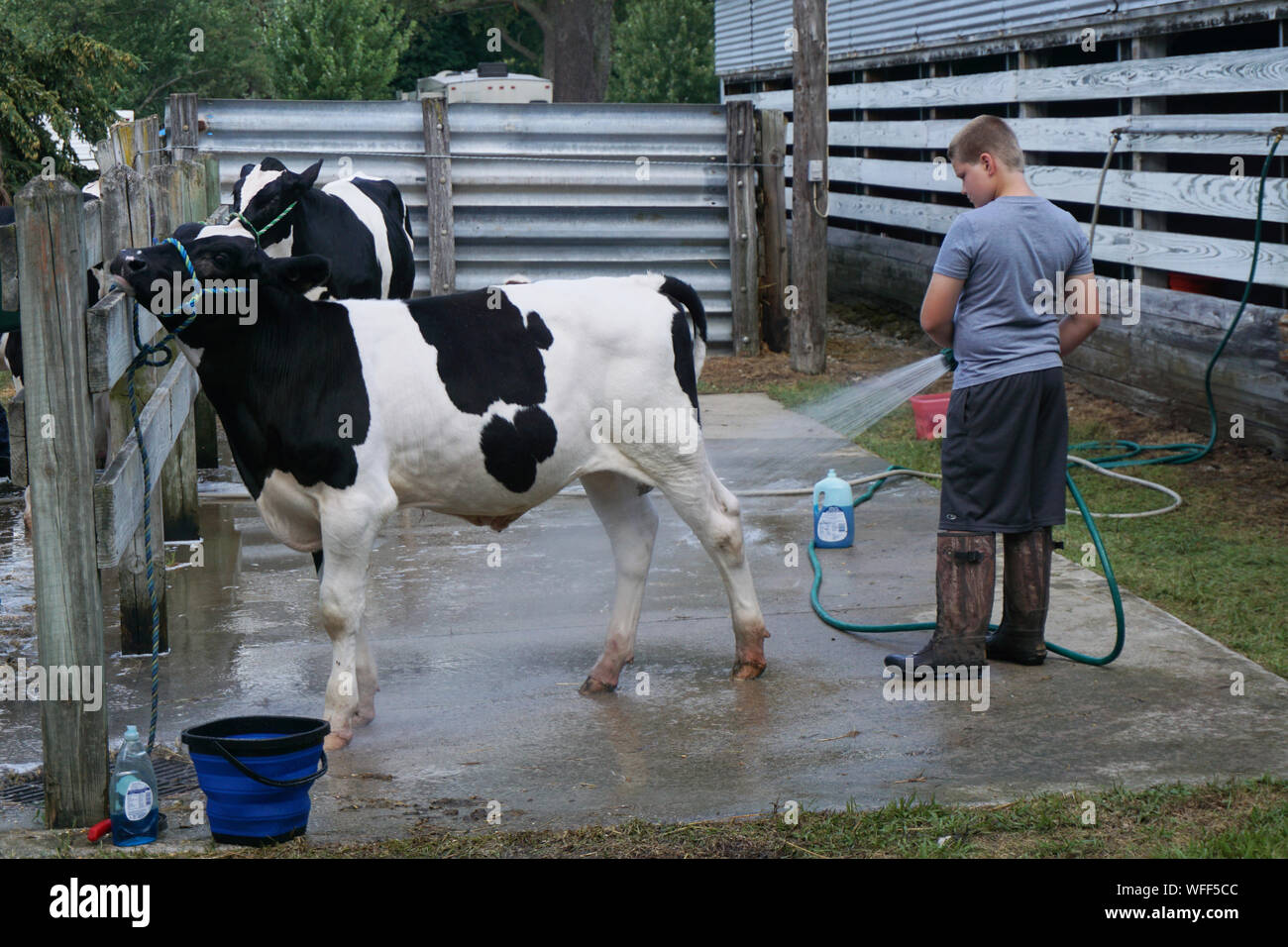 Lave-garçon de sa vache à la county fair Banque D'Images