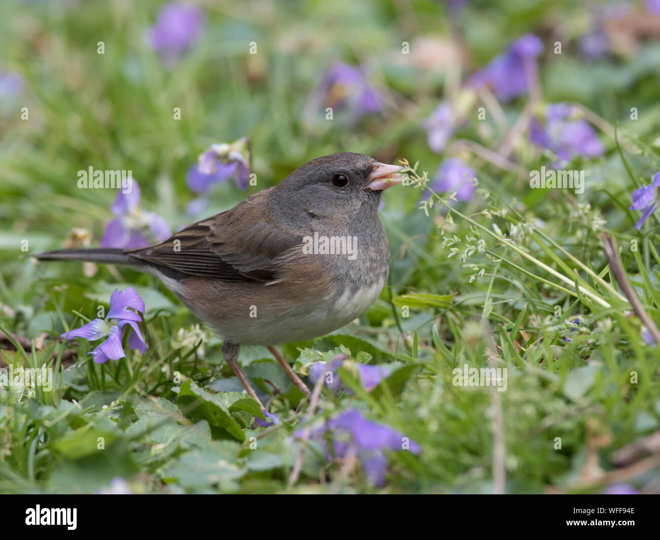 Junco ardoisé, Junco hyemalis, se nourrissant de pâturin annuel, Poa annua. Banque D'Images