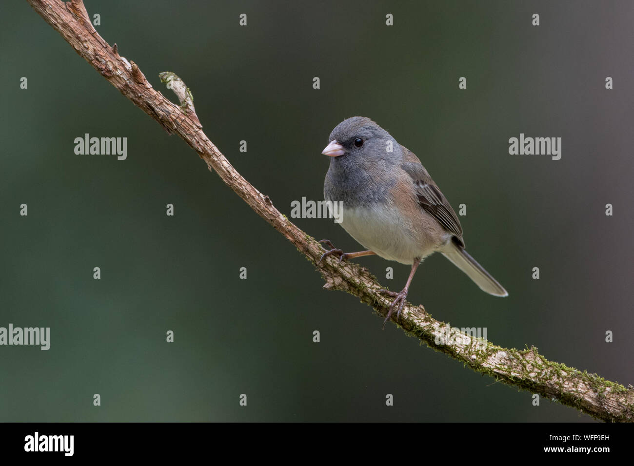 Portrait d'un Junco ardoisé, Junco hyemalis. Banque D'Images