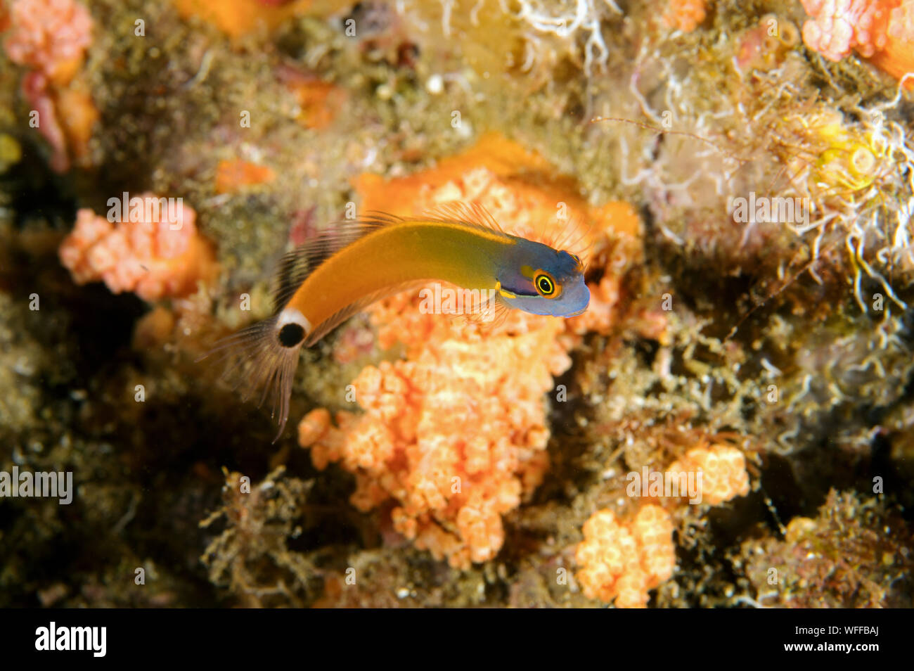 Tailspot Ecsenius stigmatura, blennies, Raja Ampat Indonésie Banque D'Images