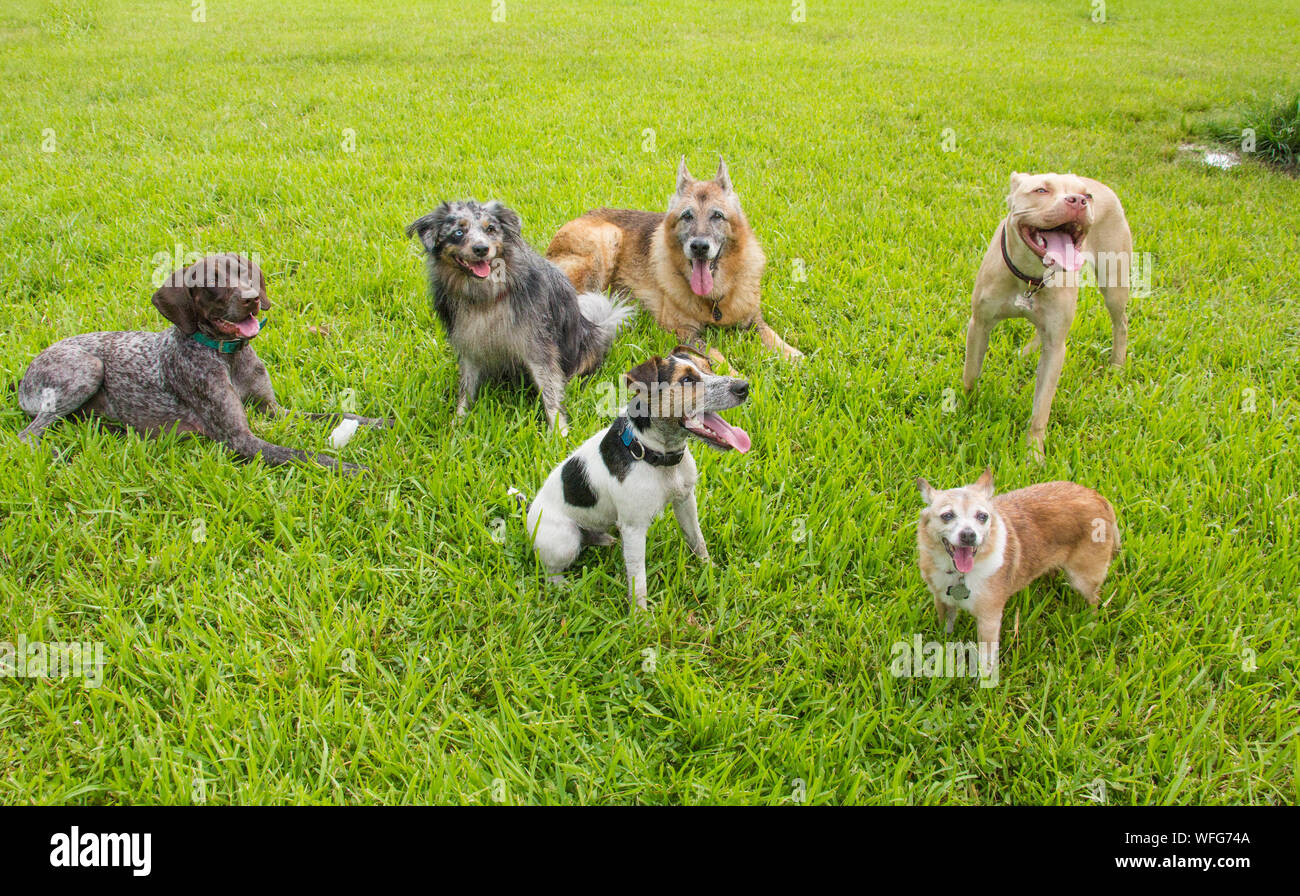 Six chiens dans un parc pour chiens, United States Banque D'Images