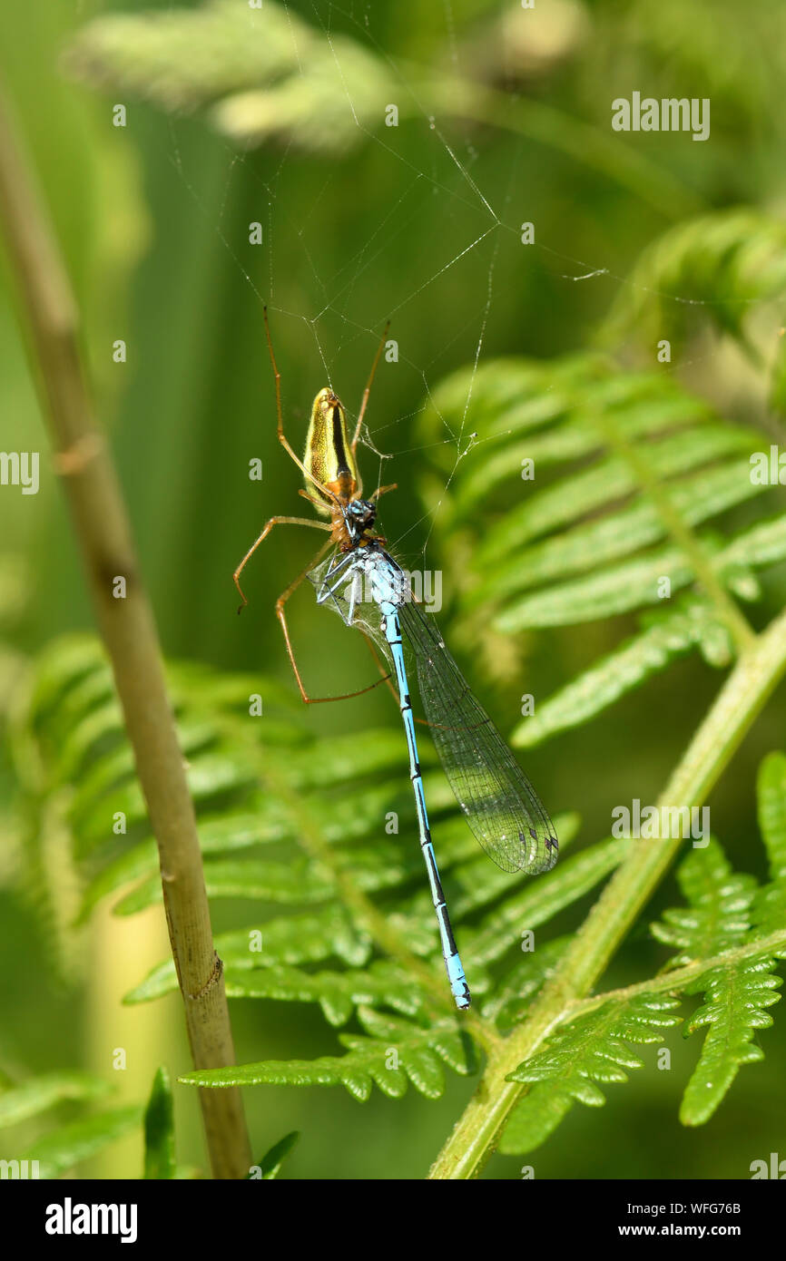 Plate-long-Orb weaver Spider (Tetragnatha extensa) prendre bleue dans son site web, Somerset, Angleterre, Mai Banque D'Images
