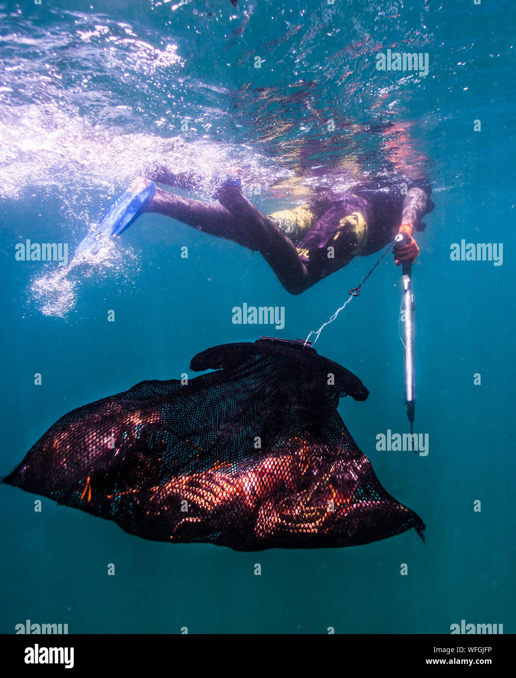 La pêche au harpon dans l'eau chaude, la Martinique Banque D'Images