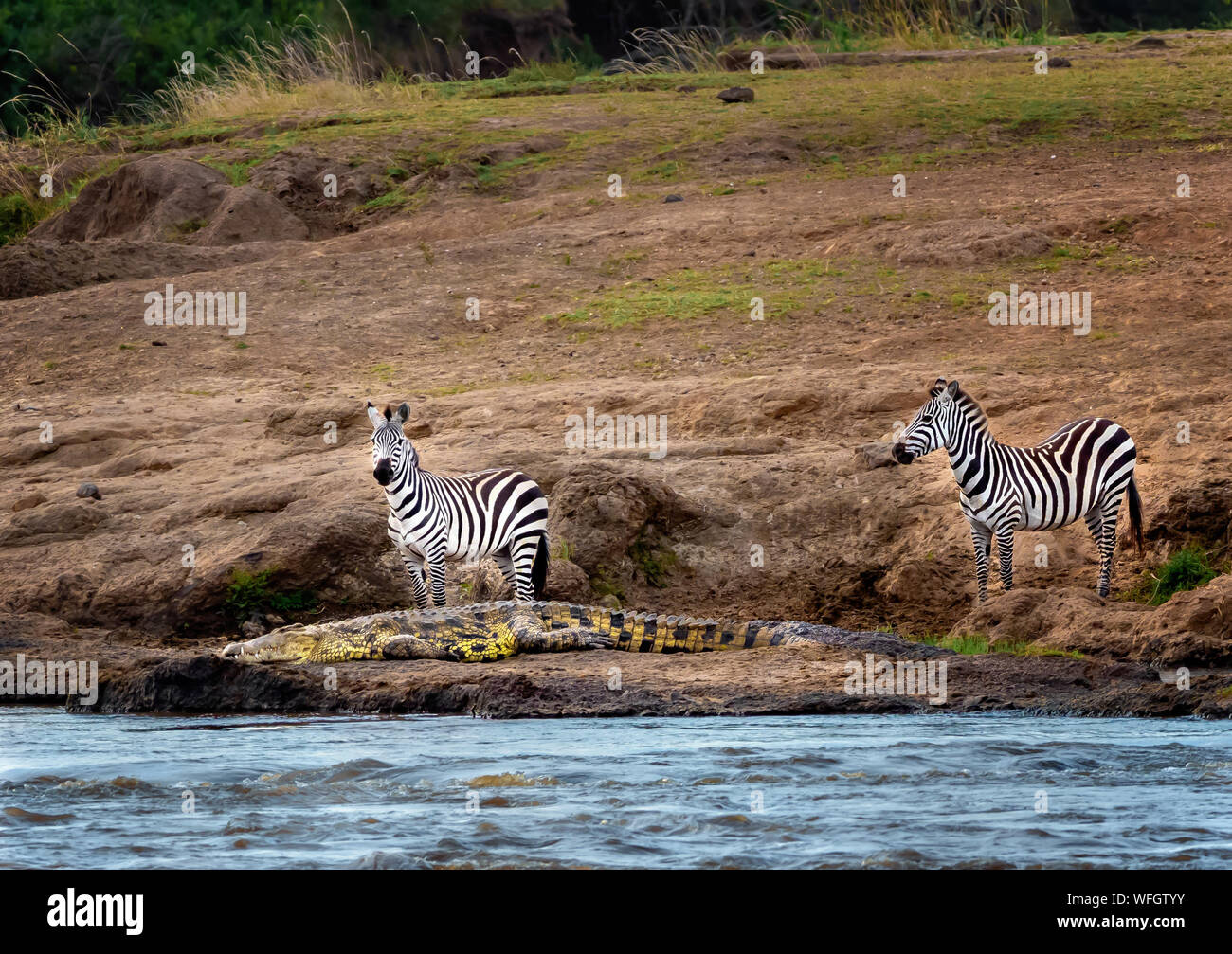 Deux zèbres debout à côté d'un crocodile du Nil, Kenya Banque D'Images