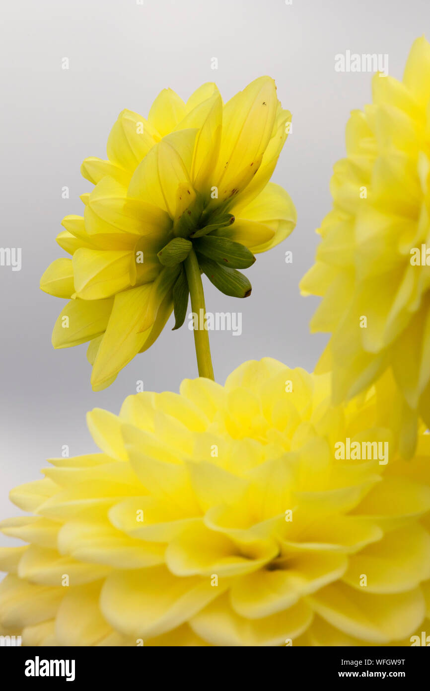 Dahlia soleil embrassé, Swan Island dahlias, Canby, Oregon Banque D'Images