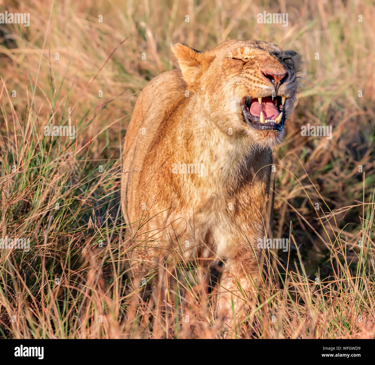 Femme lion rugissant, Masai Mara, Kenya Banque D'Images