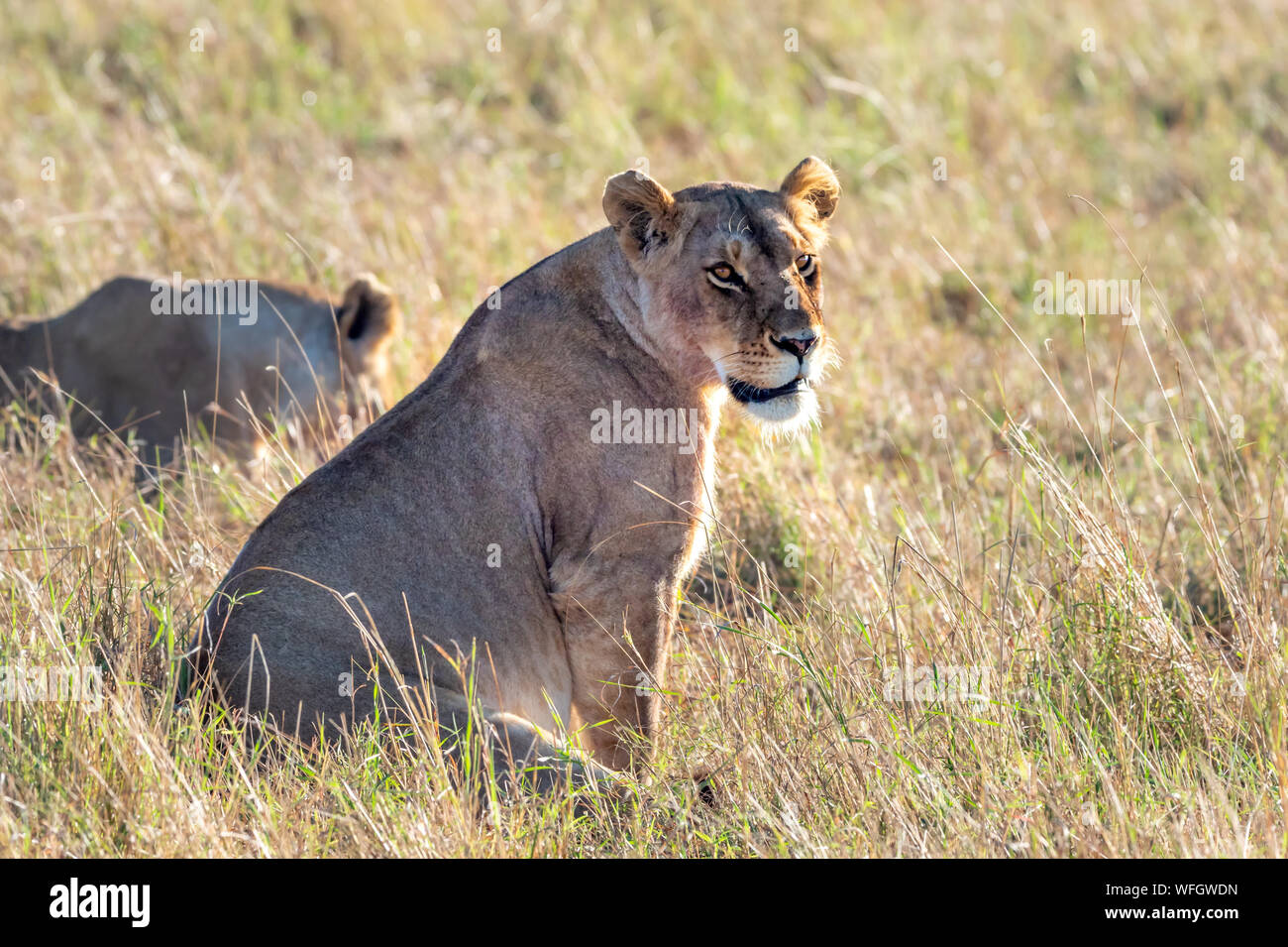 Deux lions femelle assis dans bush, Masai Mara, Kenya Banque D'Images