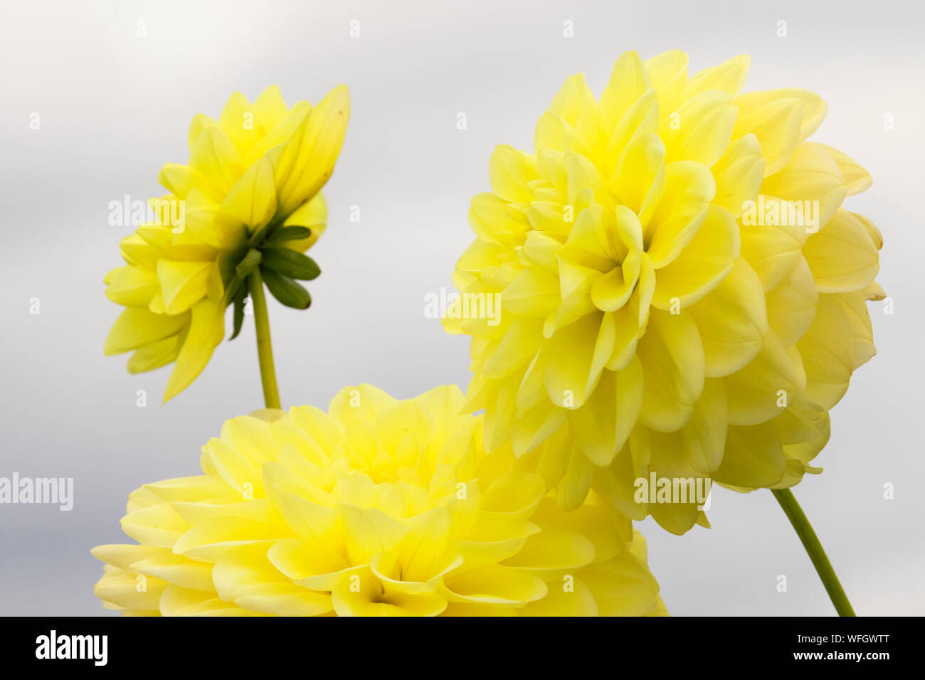 Dahlia soleil embrassé, Swan Island dahlias, Canby, Oregon Banque D'Images