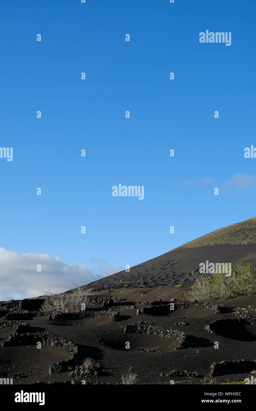 Vignes protégées par des murs en pierre, Lanzarote, îles Canaries, Espagne Banque D'Images