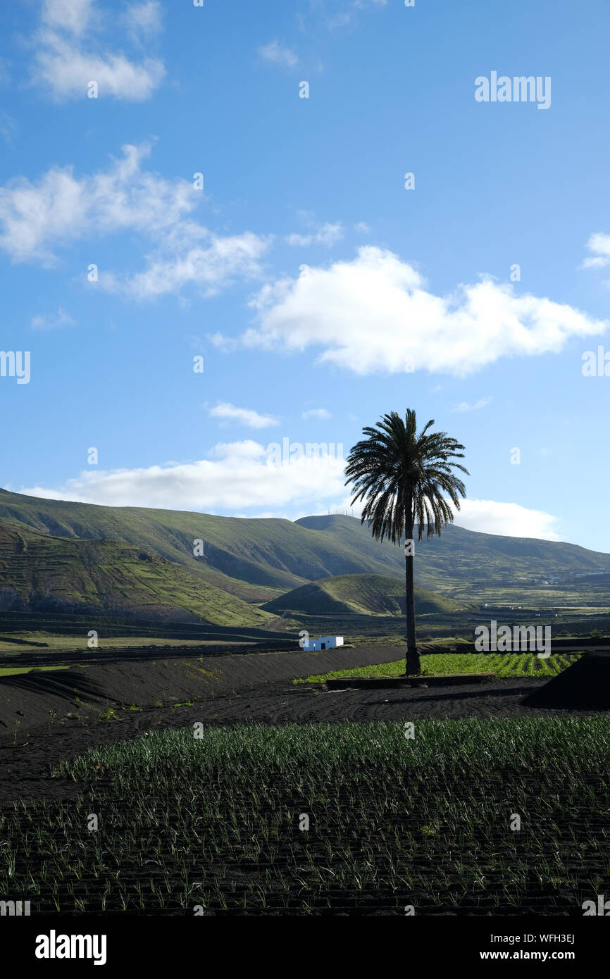 Paysage rural, Lanzarote, îles Canaries, Espagne Banque D'Images