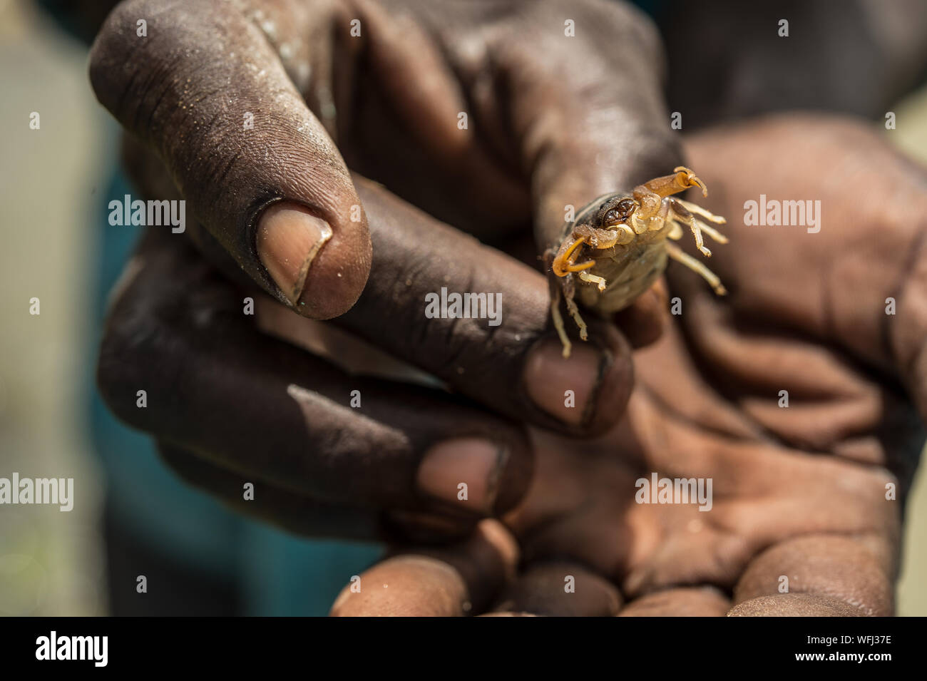 L'Afrique de scorpion, Parabuthus pallidus, Buthidae, lac Baringo, au Kenya, le Parc National de l'Afrique Banque D'Images