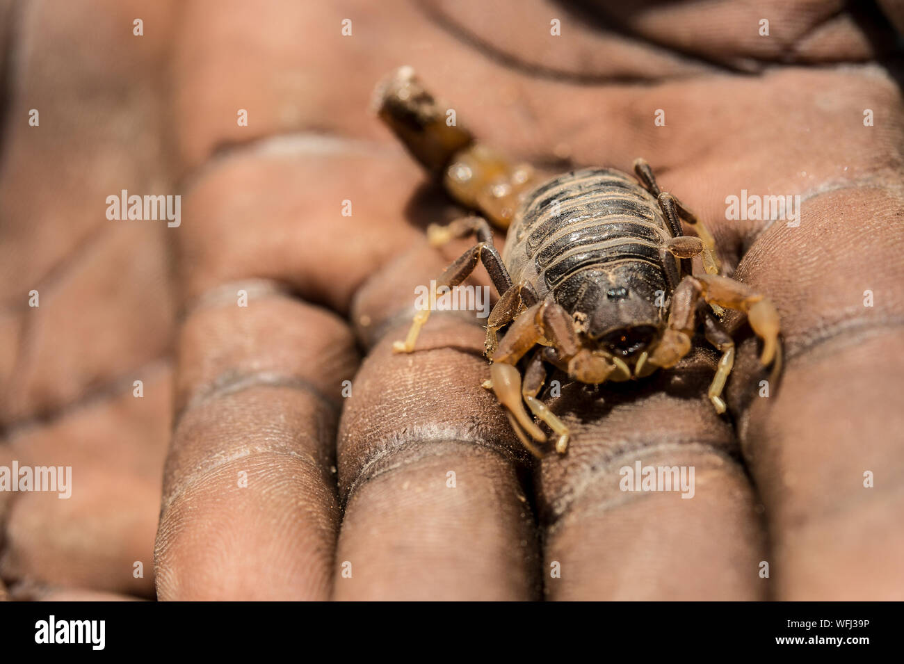 L'Afrique de scorpion, Parabuthus pallidus, Buthidae, lac Baringo, au Kenya, le Parc National de l'Afrique Banque D'Images