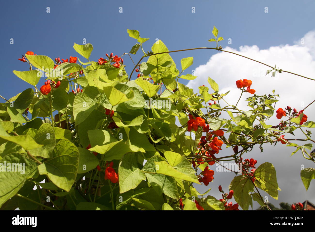 Haricots blancs en automne Banque D'Images