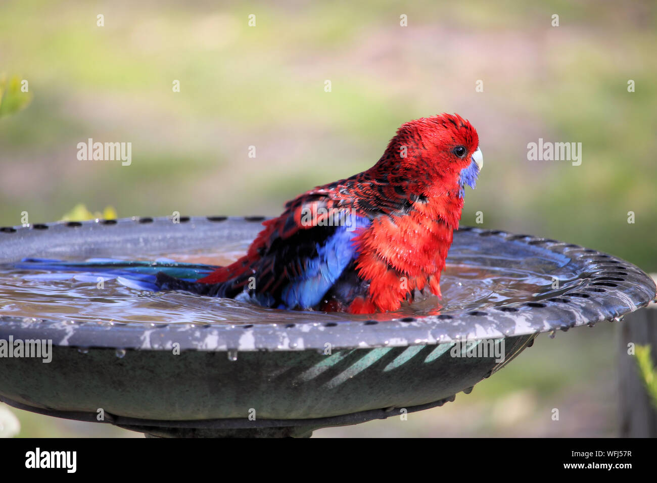 Crimson Rosella platycercus elegans (baignade), l'Australie du Sud Banque D'Images