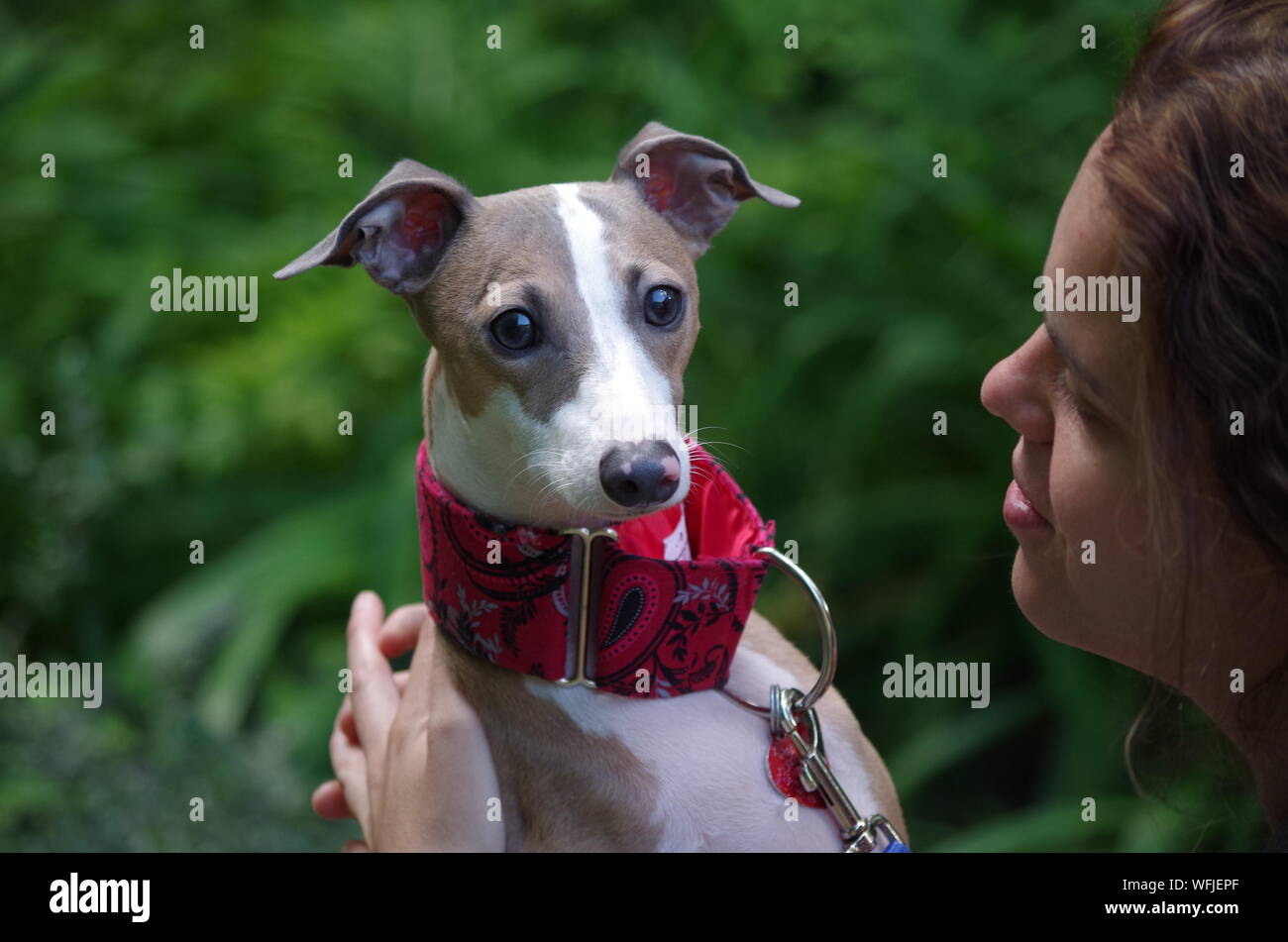 Greyhound Puppy Banque D Image Et Photos Alamy