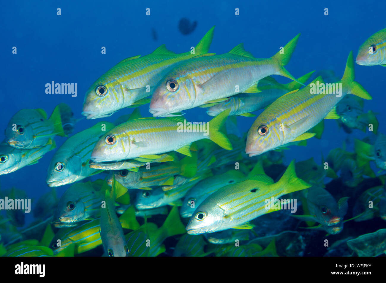 L'albacore, goatfishes Mulloidichthys vanicolensis, plus de coraux foliacés massive Raja Ampat en Indonésie. Banque D'Images