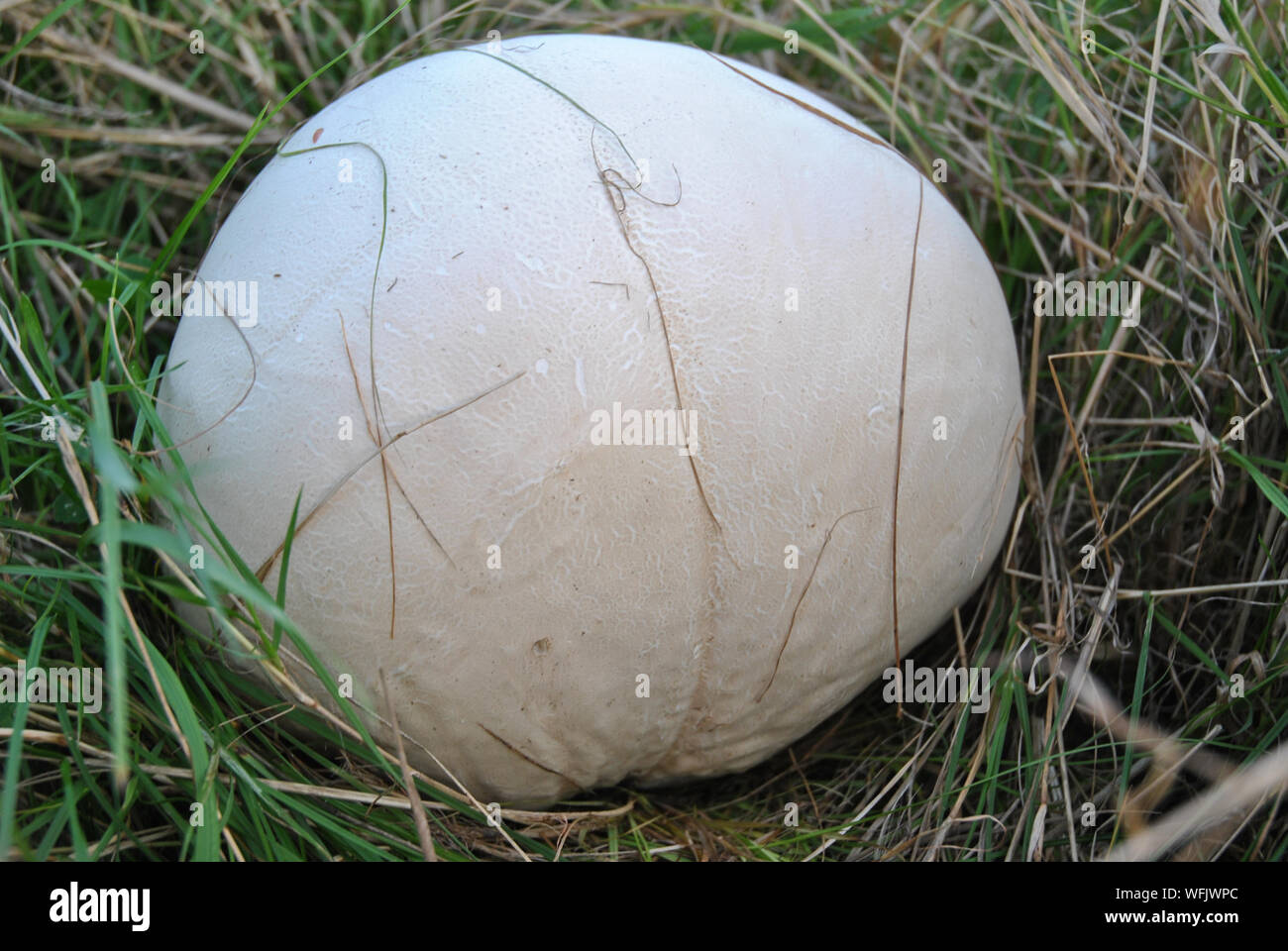 Calvatia gigantea, Vesse-de-géant champignon poussant dans les prairies Banque D'Images