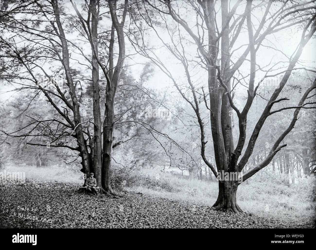 Un vintage style victorien ou au début de l'Edwardian photographie en noir et blanc prises par J. H. Baldock, PRF, membre de la Royal Photographic Society. Photoshops un bois avec un homme assis au pied d'un arbre. Banque D'Images