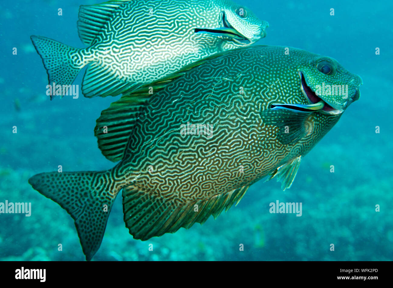 Vermiculate rabbitfishes, Siganus vermiculatus, nettoyées par cleaner wrasse, Labroides dimidiatus, Raja Ampat en Indonésie. Banque D'Images