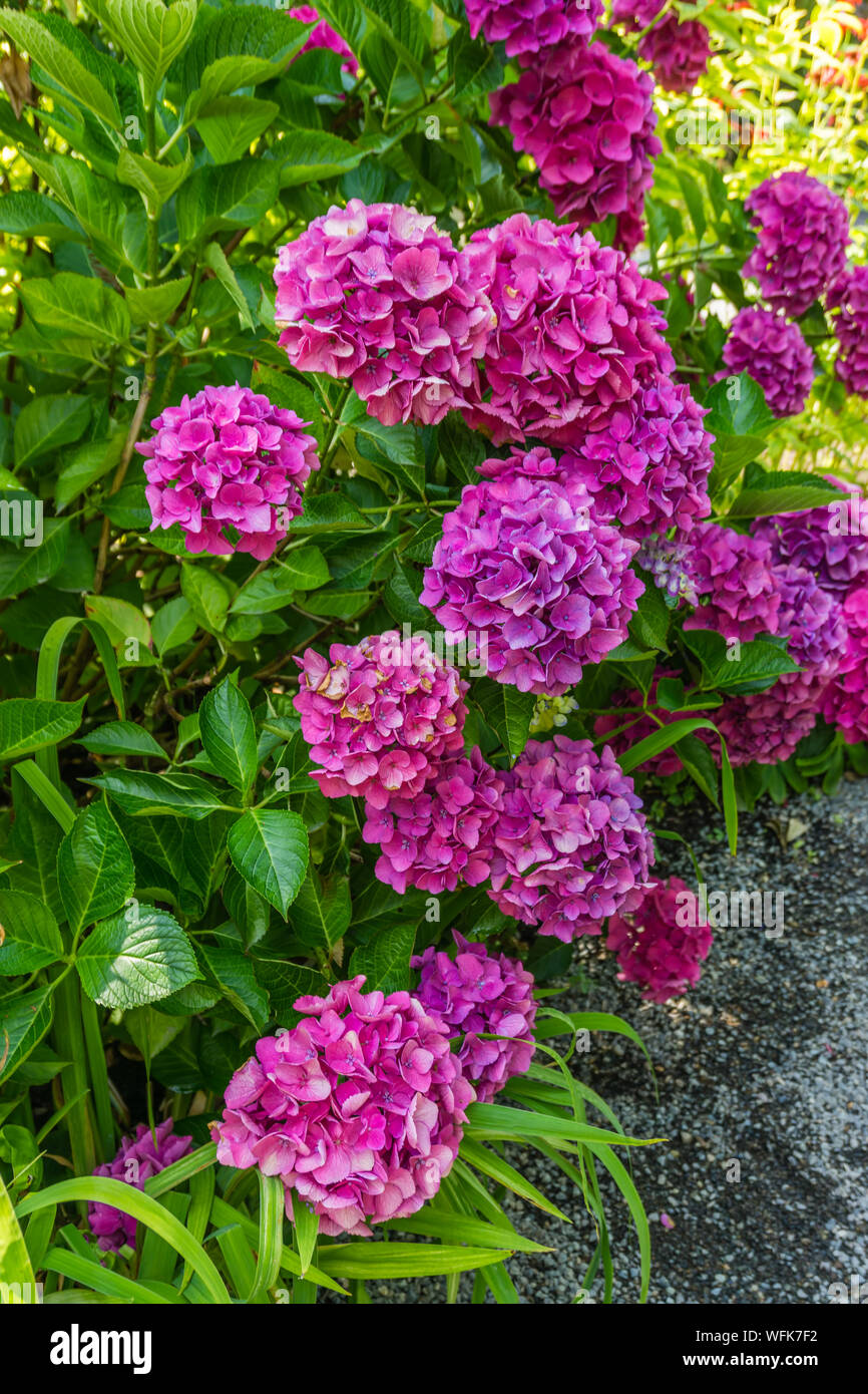 Un plan macro sur l'hortensia rose foncé fleurs dans un jardin à Bellevue, Washington. Banque D'Images