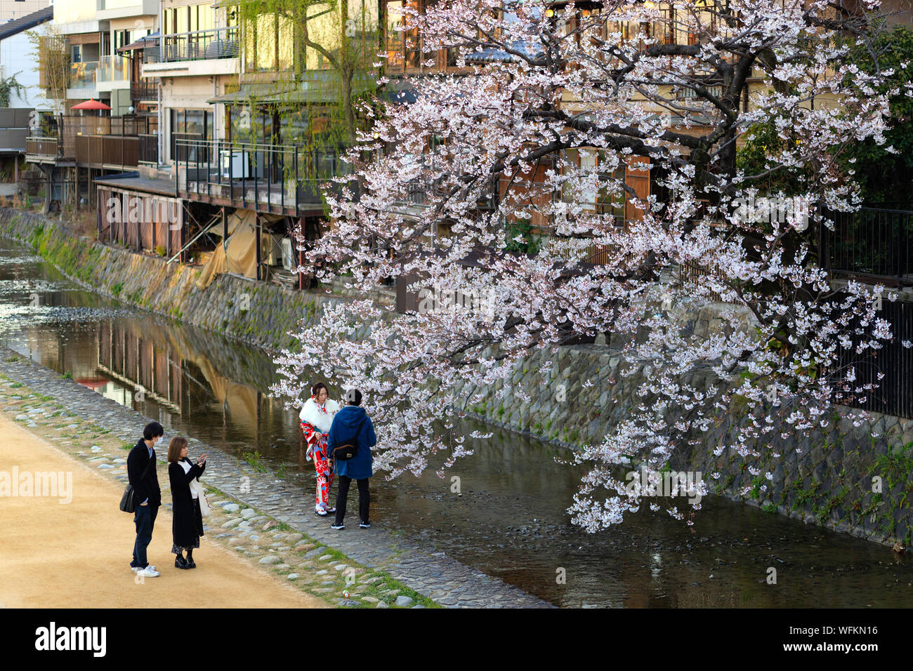 KYOTO, JAPON, le 3 avril 2019 : les touristes sont à pied le long du canal, à prendre des photos sous un grand cerisier fleuri au printemps . Banque D'Images