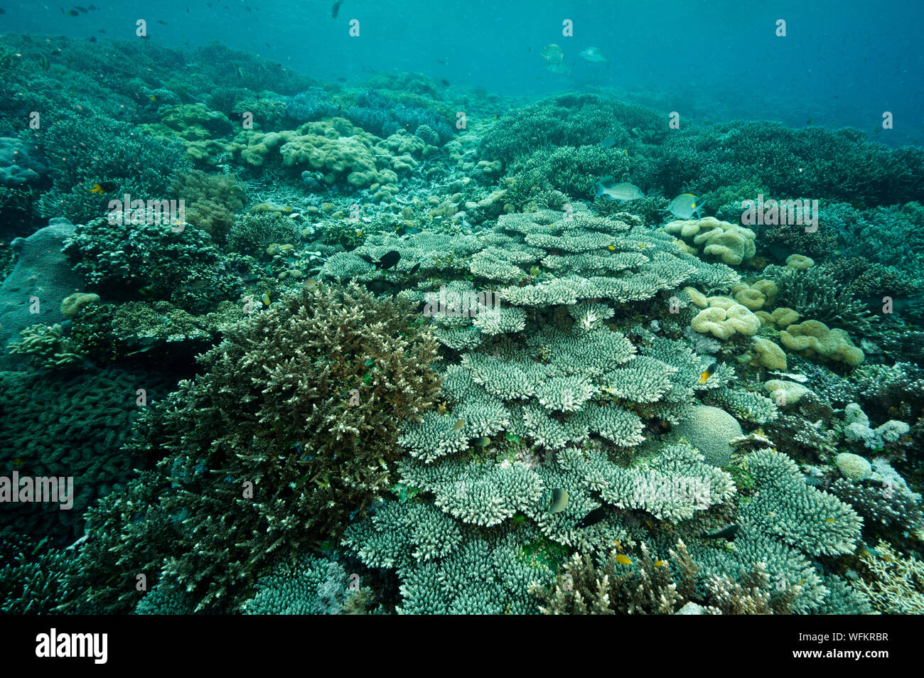 Reef scenic avec des coraux durs Acropora, Raja Ampat en Indonésie. Banque D'Images