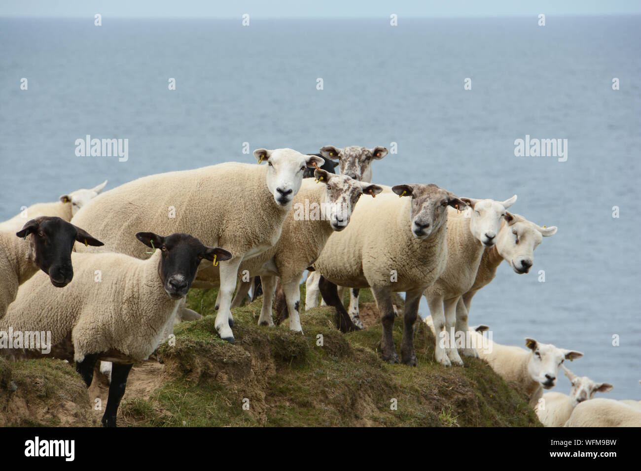 Mouton au bord de la mer Banque de photographies et d’images à haute résolution Alamy