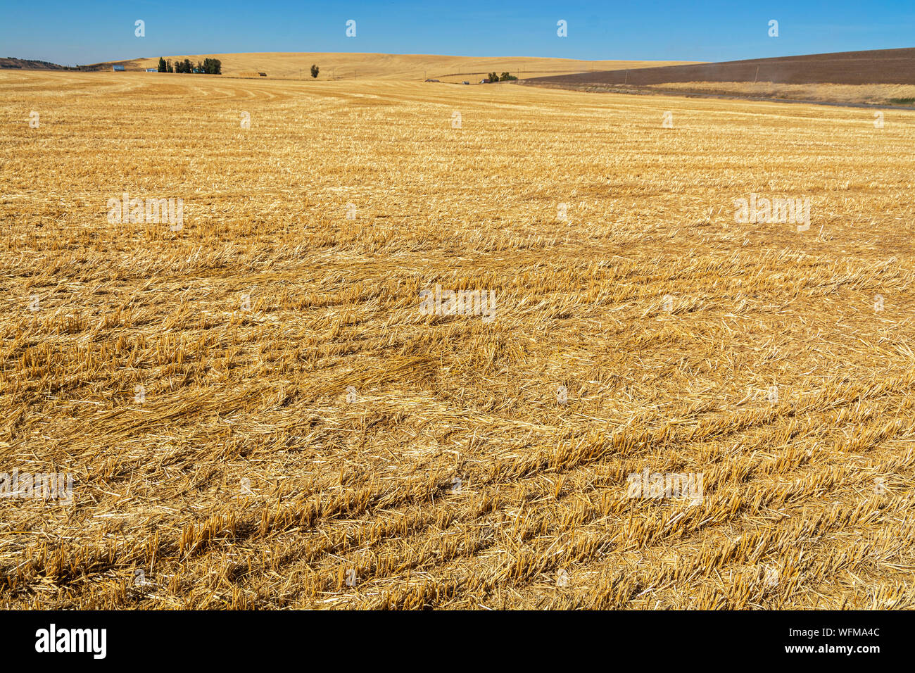 Washington, Région de Palouse, saison d'automne, des champs de blé après la récolte Banque D'Images