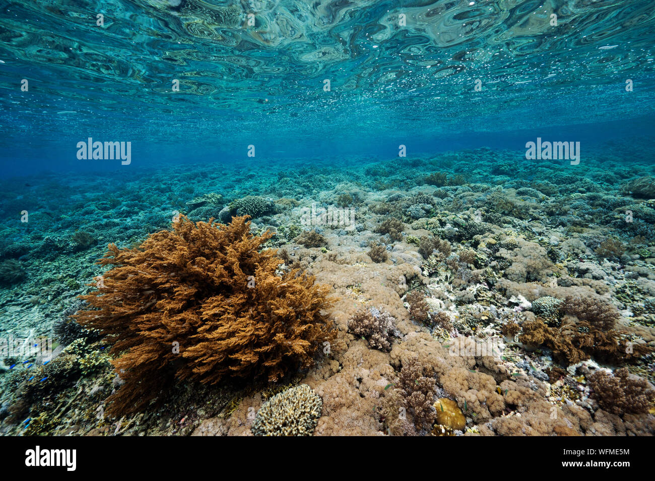 Reef scenic avec des coraux durs Acropora Raja Ampat en Indonésie. Banque D'Images