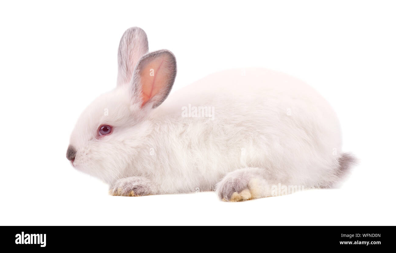 Pretty white fluffy Bunny isolé sur fond blanc. Isolé de lapin blanc Banque D'Images