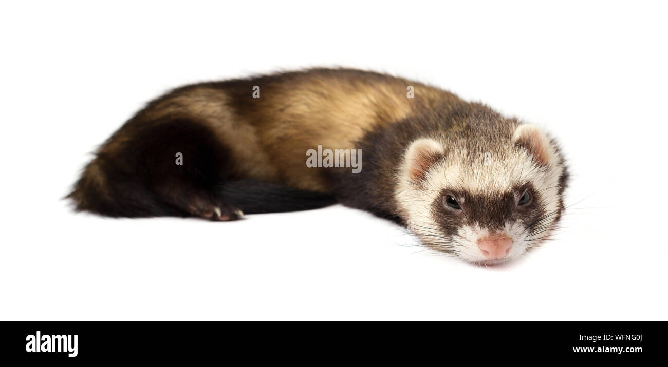 Furet gris en pleine croissance réside, isolé sur fond blanc. Ferret assis sur fond blanc. Banque D'Images