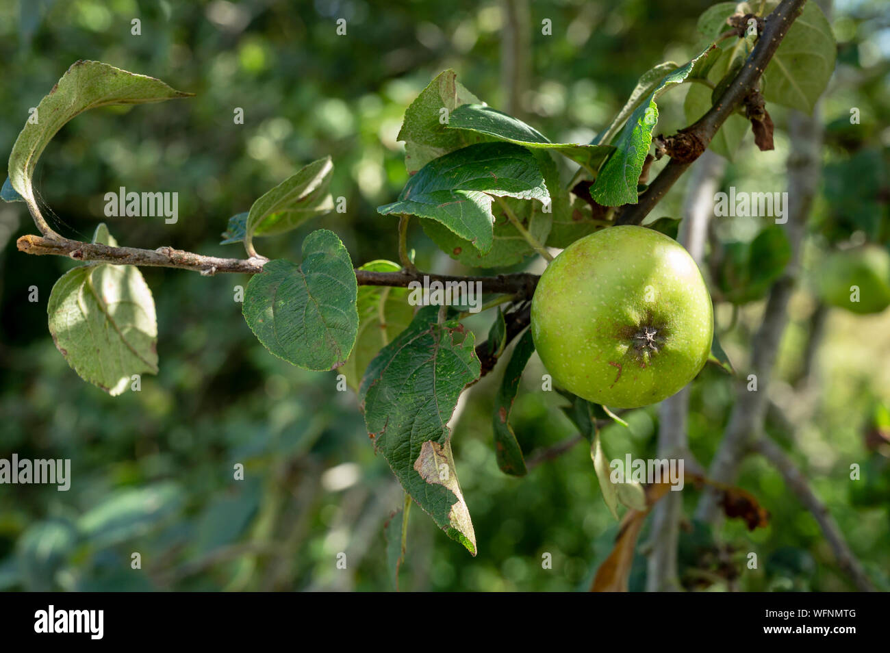 Pommier à cidre aux Asturies espagne Banque D'Images