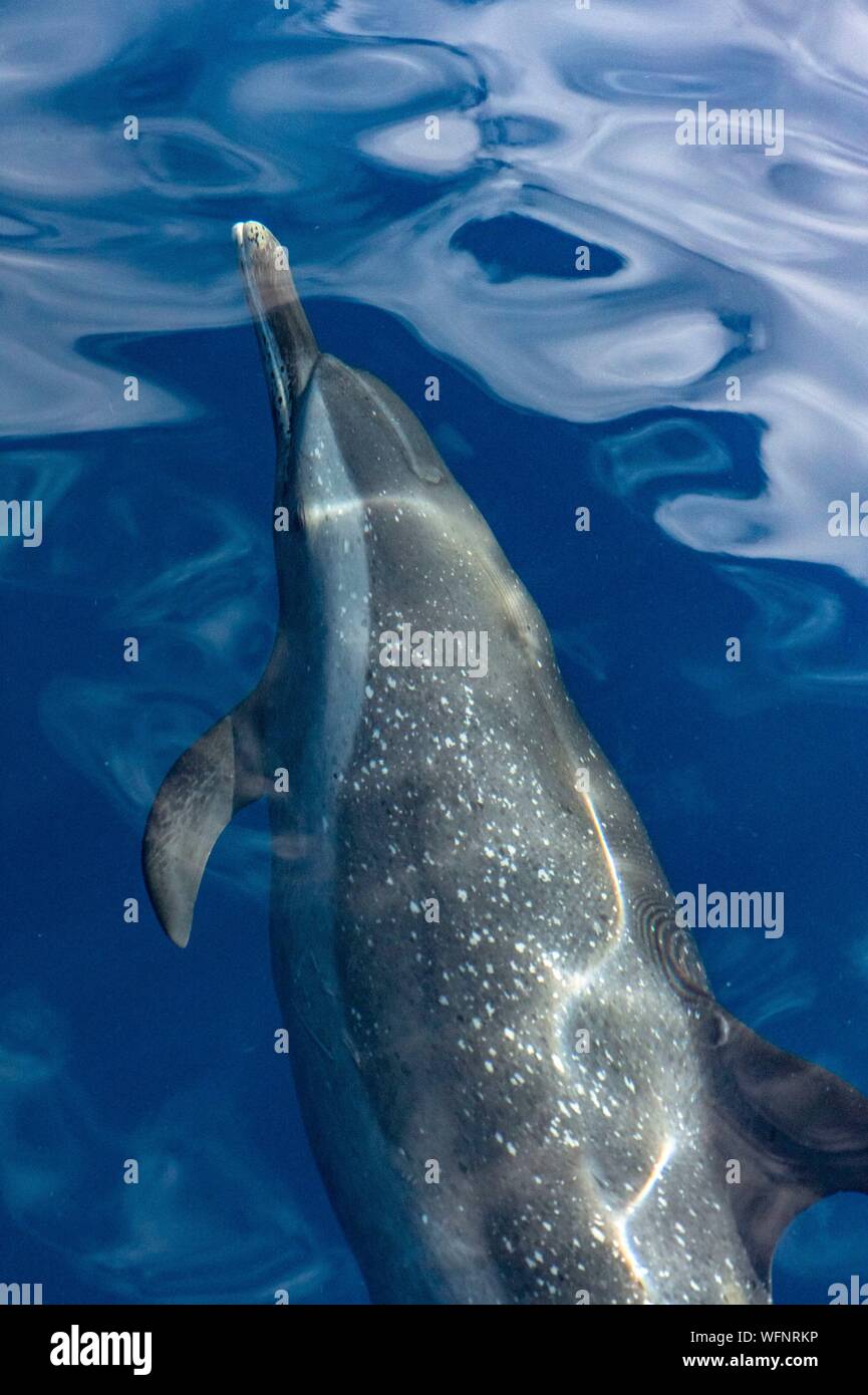 France, Caraïbes, Petites Antilles, la Guadeloupe, Basse-Terre, Baillif, Malendure, dauphin tacheté pantropical (Stenella attenuata) dans la réserve Cousteau, coeur de la Réserve naturelle du parc national de la Guadeloupe Banque D'Images