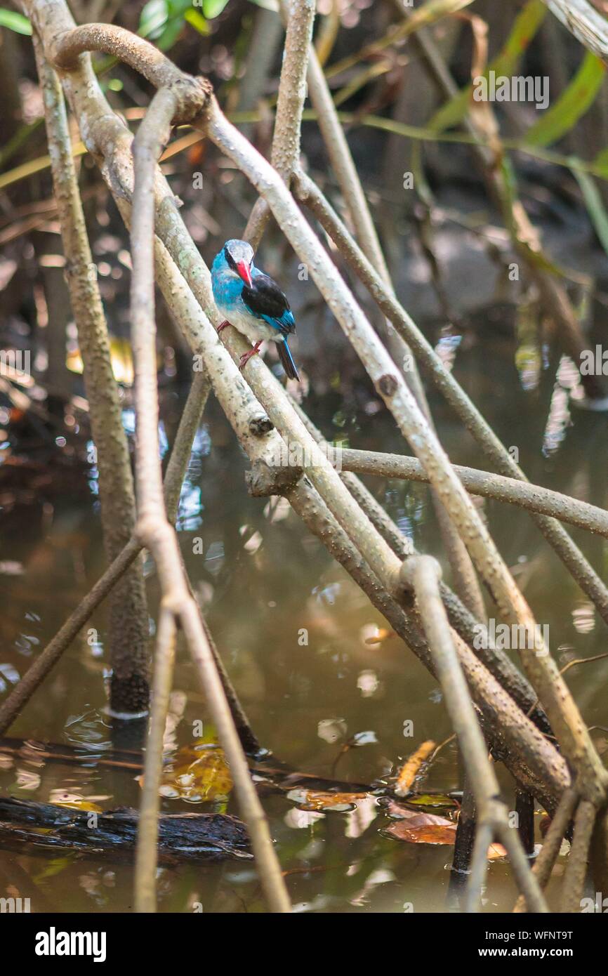 Cameroun, région Sud, Ministère de l'océan, Kribi, à poitrine bleue Halcyon malimbica (Kingfisher) la chasse dans la mangrove Banque D'Images