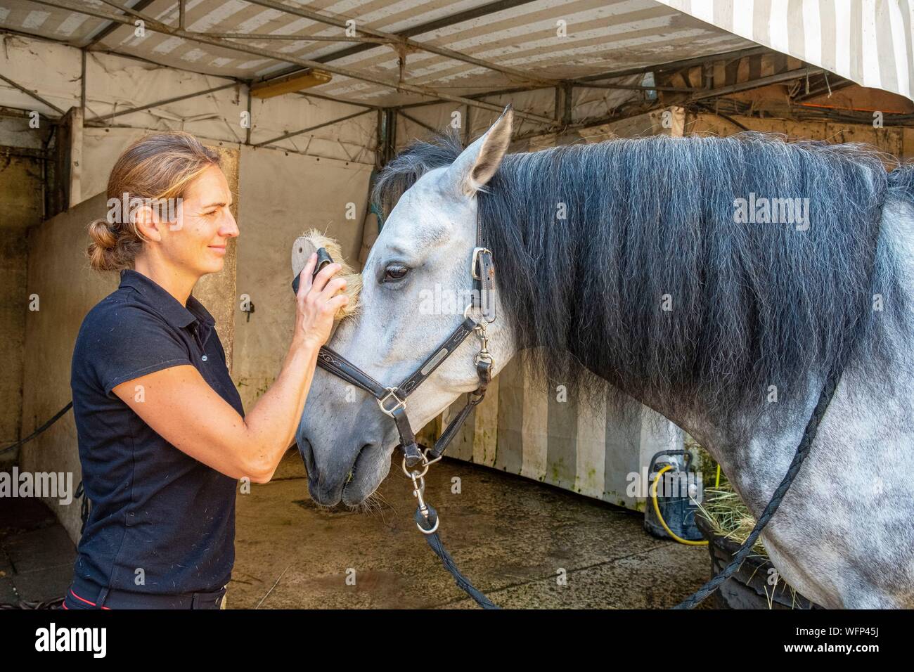 France, Oise, Chantilly, Château de Chantilly, Les Grandes Ecuries, cavalière cheval nettoyage après la formation Banque D'Images