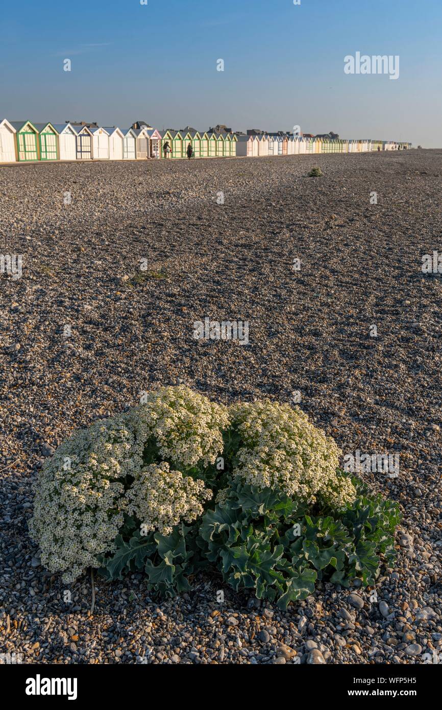 France, Picardie, Baie de Somme, Cayeux sur mer, Mer (Crambe maritima) chou sur le cordon de galets Banque D'Images