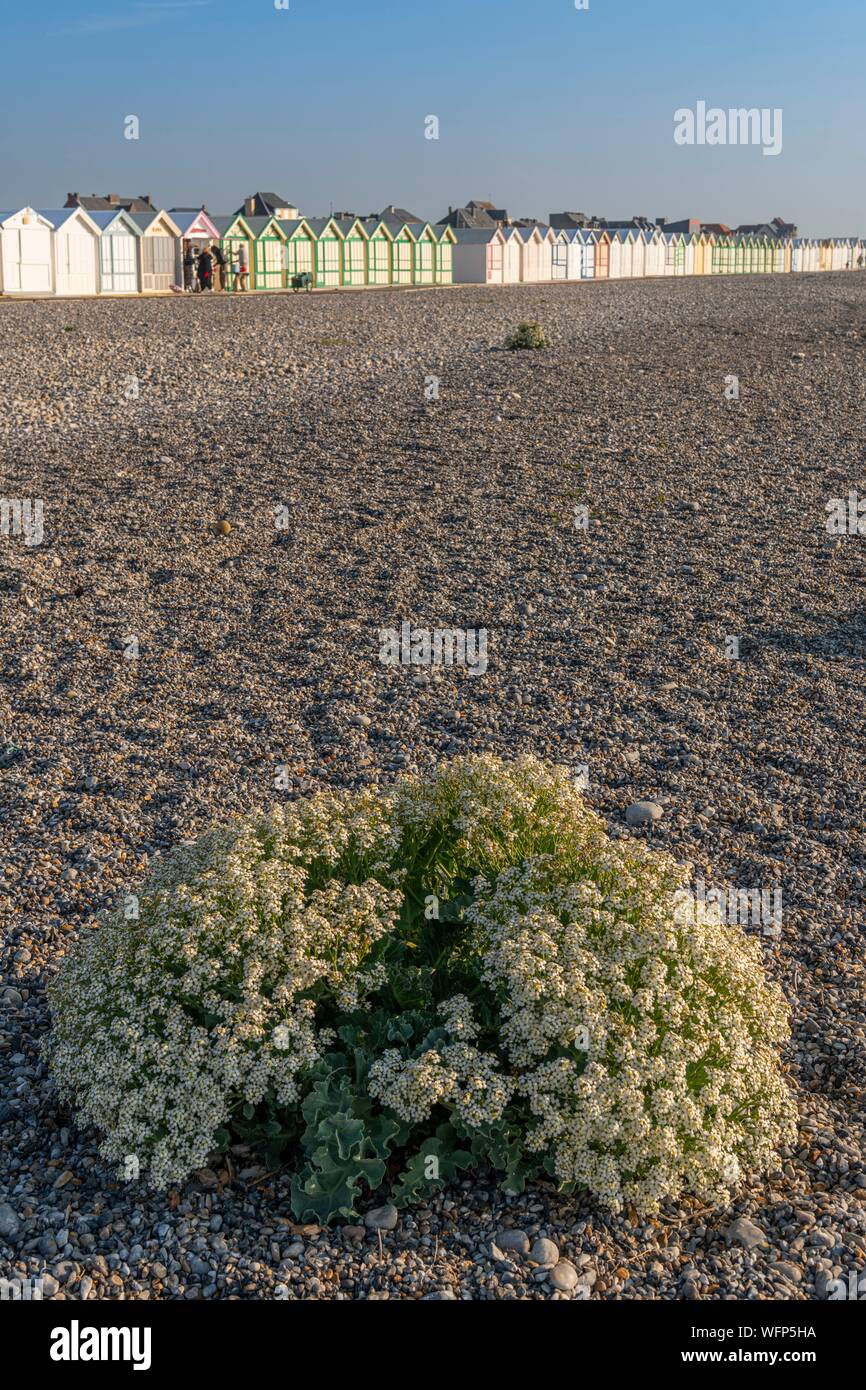 France, Picardie, Baie de Somme, Cayeux sur mer, Mer (Crambe maritima) chou sur le cordon de galets Banque D'Images