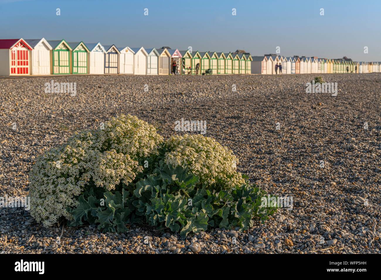 France, Picardie, Baie de Somme, Cayeux sur mer, Mer (Crambe maritima) chou sur le cordon de galets Banque D'Images