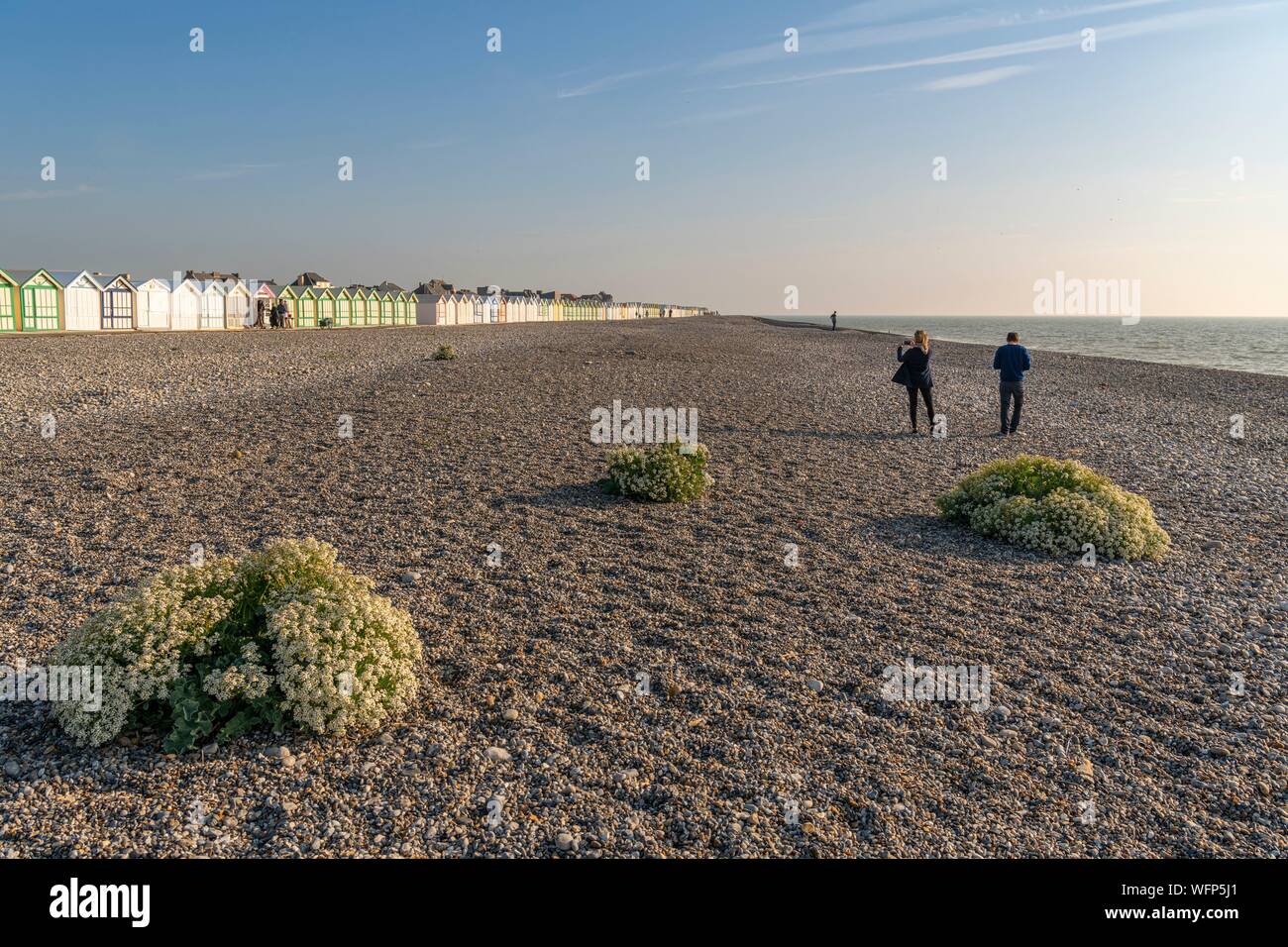 France, Picardie, Baie de Somme, Cayeux sur mer, Mer (Crambe maritima) chou sur le cordon de galets Banque D'Images