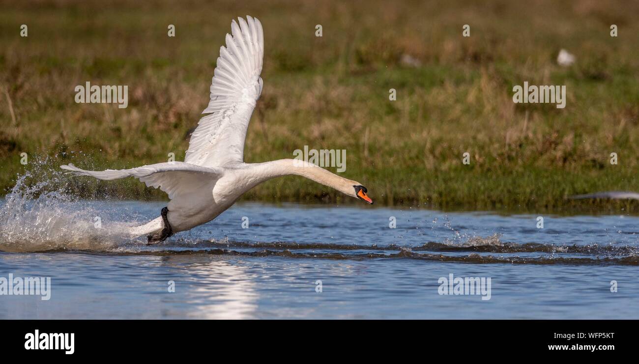 France, Picardie, Baie de Somme, Le Crotoy, mute swan (Cygnus olor - Cygne muet) défendre son territoire alors qu'un groupe de jeunes cygnes s'est posé sur l'étang où il a fait son nid Banque D'Images