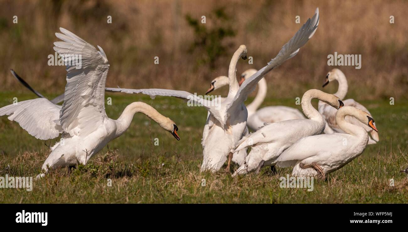 France, Picardie, Baie de Somme, Le Crotoy, mute swan (Cygnus olor - Cygne muet) défendre son territoire alors qu'un groupe de jeunes cygnes s'est posé sur l'étang où il a fait son nid Banque D'Images