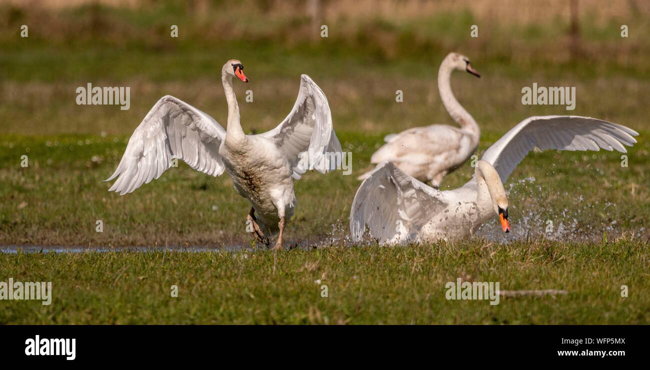 France, Picardie, Baie de Somme, Le Crotoy, mute swan (Cygnus olor - Cygne muet) défendre son territoire alors qu'un groupe de jeunes cygnes s'est posé sur l'étang où il a fait son nid Banque D'Images