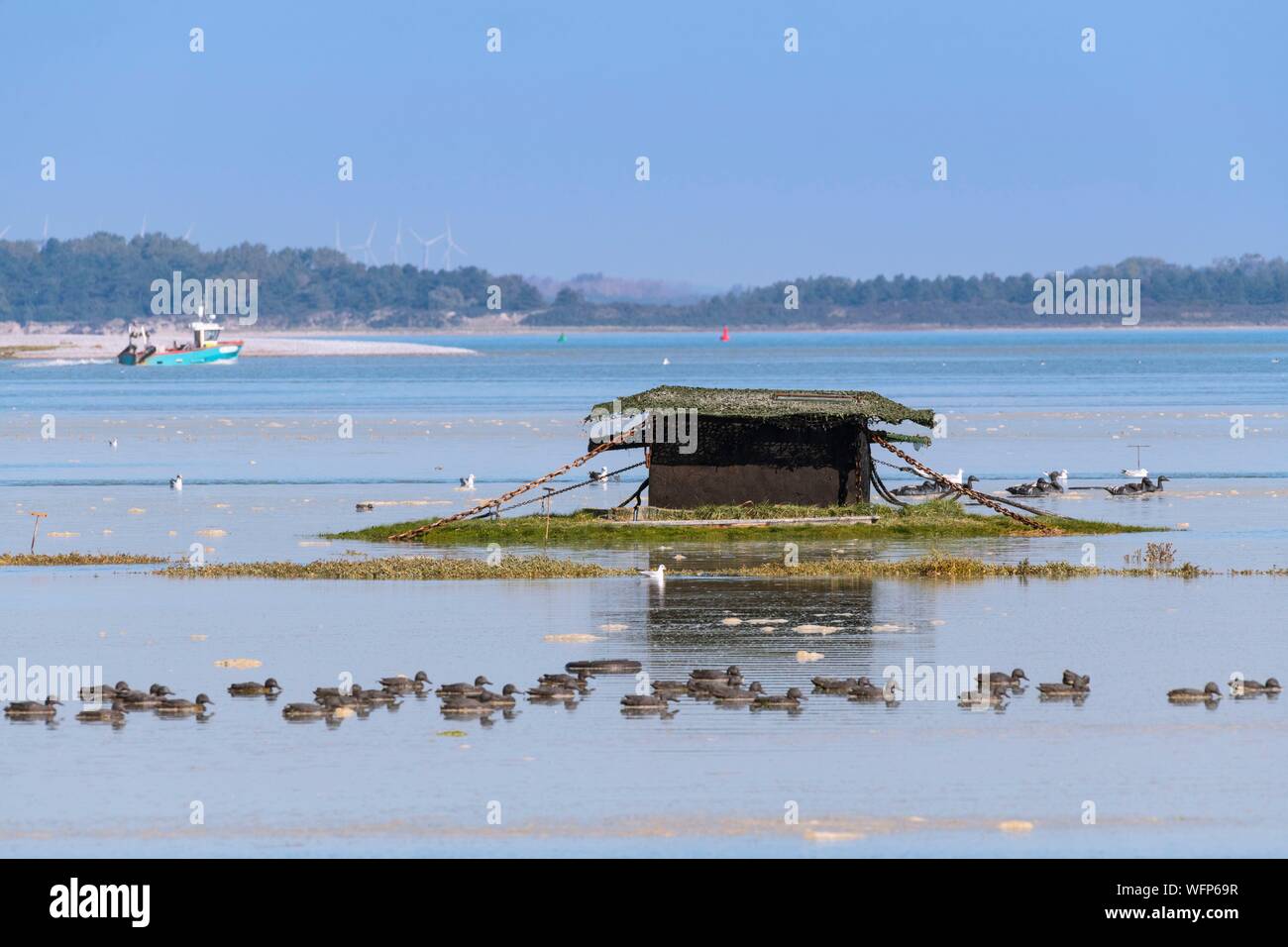 France, Picardie, Baie de Somme, Le Crotoy, Grande marées en Baie de Somme, les prés autour du Hourdel envahi par l'eau, blettes et cabanes de chasse que revenir avec la marée Banque D'Images