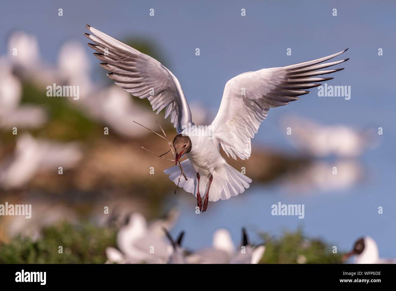 France, Picardie, Baie de Somme, Le Crotoy, le marais du Crotoy accueille chaque année une colonie de Mouette rieuse (Chroicocephalus ridibundus - Mouette) qui viennent nicher et se reproduire sur des îles au milieu des étangs, les mouettes puis chase matériaux pour la construction de nids Banque D'Images