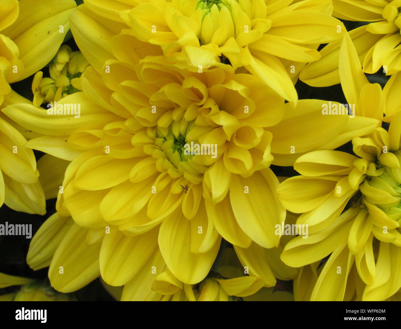 Photo macro d'un chrysanthème jaune Banque D'Images