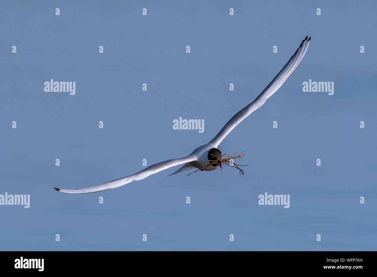 France, Picardie, Baie de Somme, Le Crotoy, mars du Crotoy, au printemps, la colonie de mouettes à tête noire (Chroicocephalus ridibundusl) s'installe sur les îlots des marais, les goélands apportent des matériaux pour construire un nid et les débarquements sont l'occasion pour beaucoup de batailles et guêtres Banque D'Images