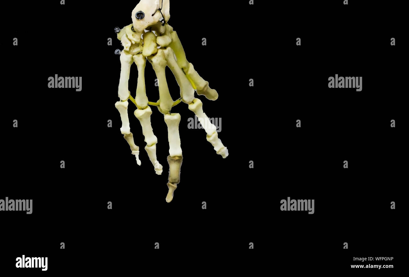 Photographie d'articulation articulé en fond noir Banque D'Images