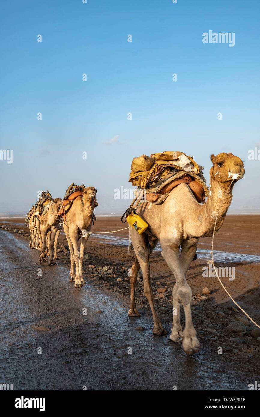 L'Éthiopie, l'état de l'afar, dépression Danakil, lac Karoum, caravane de sel Banque D'Images